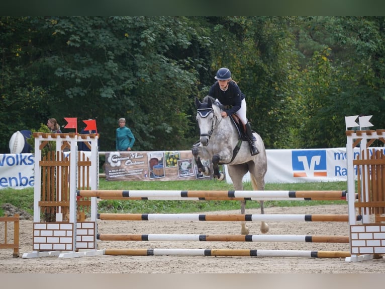 Hannoveraner Stute 5 Jahre 168 cm Apfelschimmel in Garching an der Alz