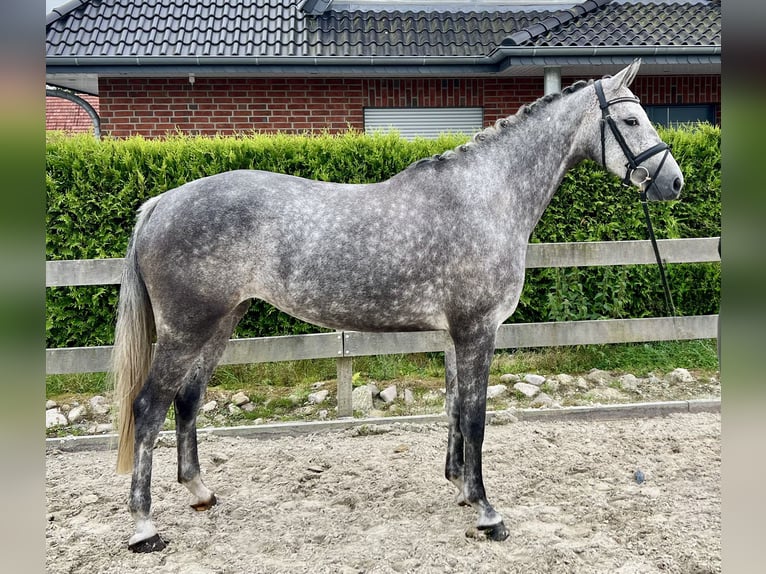 Hannoveraner Stute 5 Jahre 168 cm Apfelschimmel in Bargstedt