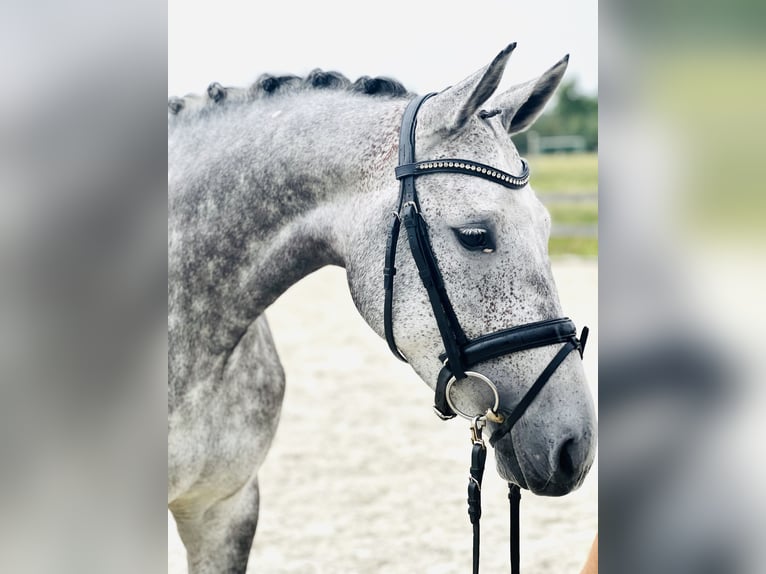 Hannoveraner Stute 5 Jahre 168 cm Apfelschimmel in Bargstedt