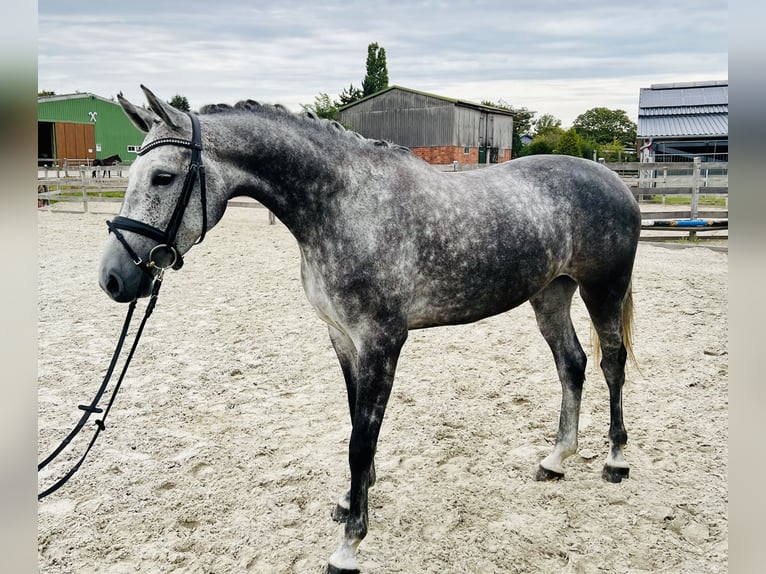 Hannoveraner Stute 5 Jahre 168 cm Apfelschimmel in Bargstedt