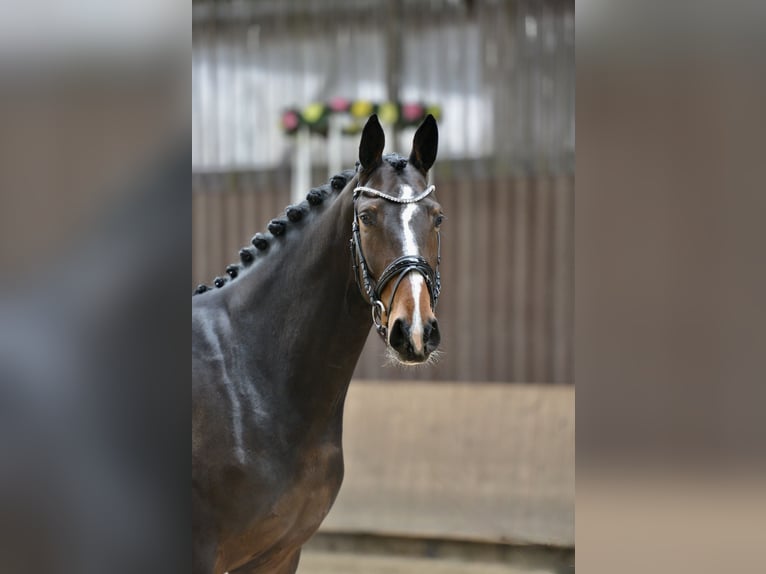 Hannoveraner Stute 5 Jahre 168 cm Brauner in Brinkum