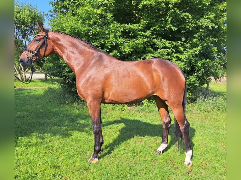 Hannoveraner Stute 5 Jahre 168 cm Brauner in Loxstedt