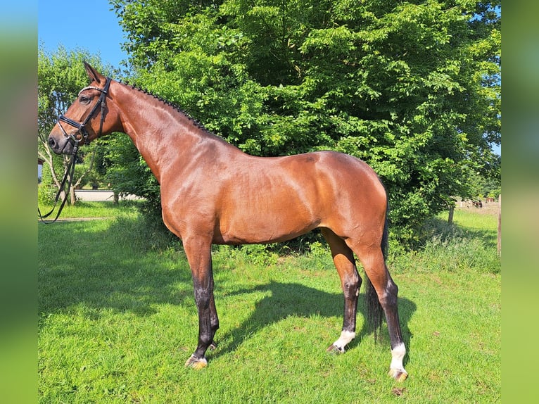 Hannoveraner Stute 5 Jahre 168 cm Brauner in Loxstedt