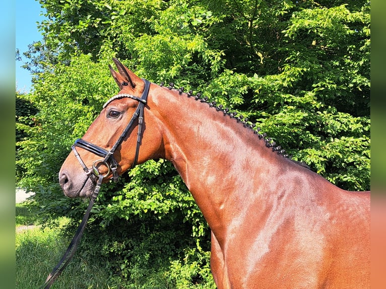 Hannoveraner Stute 5 Jahre 168 cm Brauner in Loxstedt