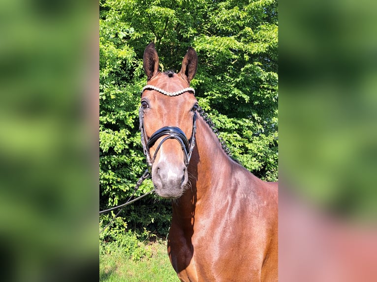 Hannoveraner Stute 5 Jahre 168 cm Brauner in Loxstedt