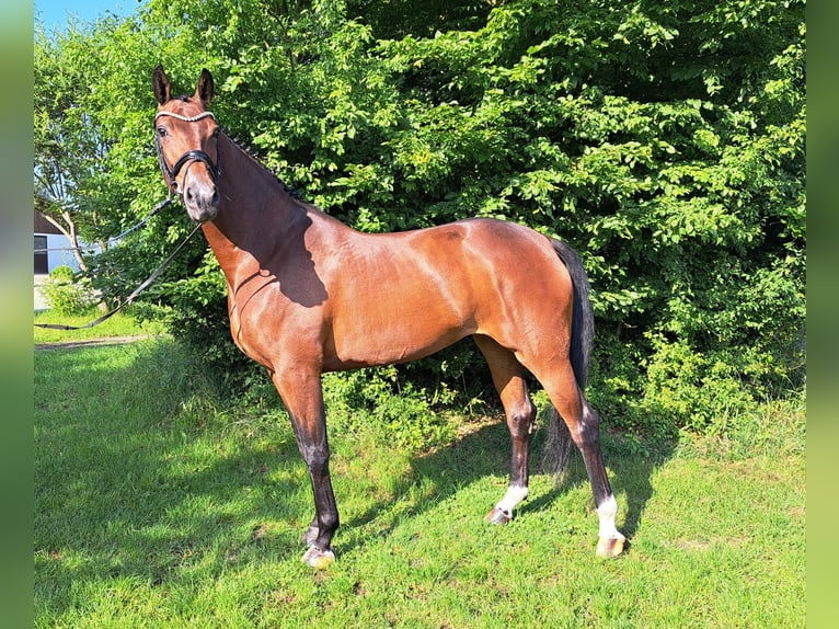 Hannoveraner Stute 5 Jahre 168 cm Brauner in Loxstedt