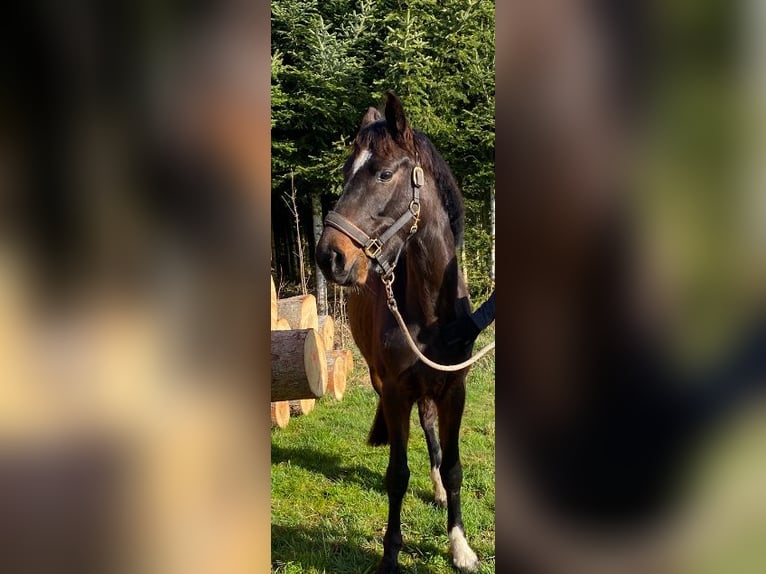 Hannoveraner Stute 5 Jahre 168 cm Brauner in B&#xF6;singen