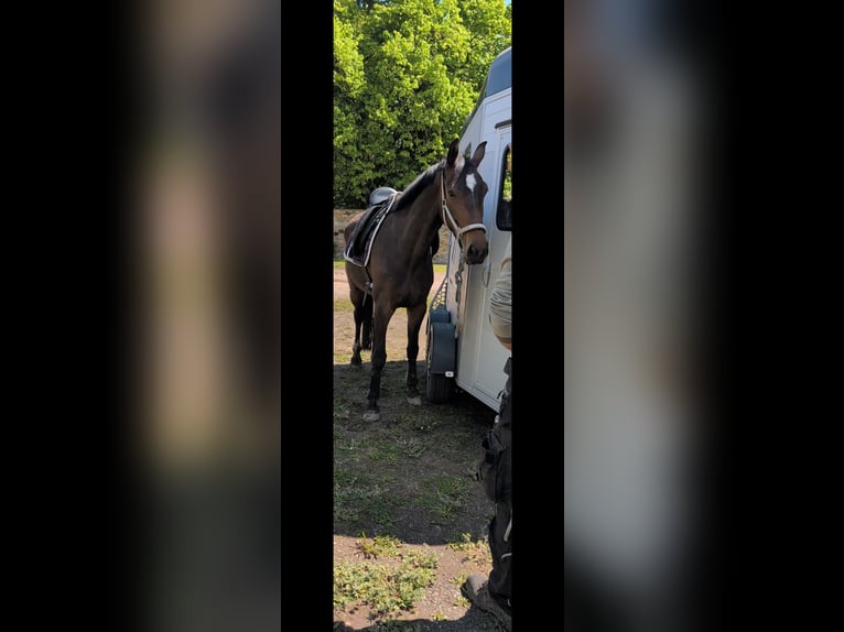 Hannoveraner Stute 5 Jahre 168 cm Brauner in Marienborn