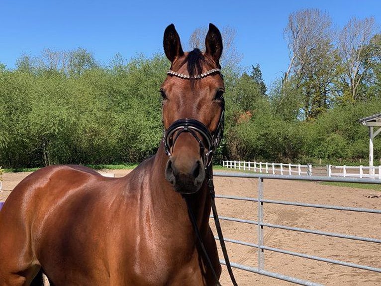 Hannoveraner Stute 5 Jahre 168 cm Brauner in Verden (Aller)