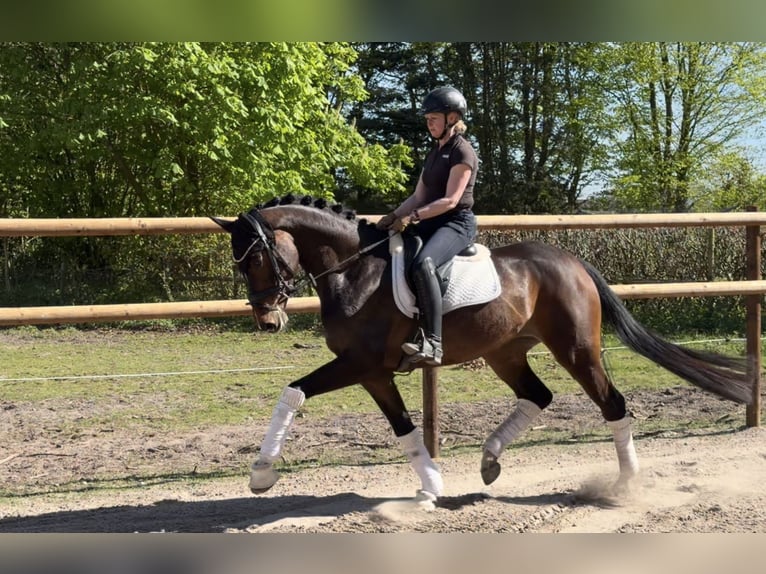 Hannoveraner Stute 5 Jahre 168 cm Brauner in Alfstedt