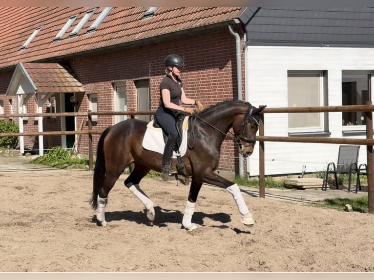 Hannoveraner Stute 5 Jahre 168 cm Brauner in Alfstedt