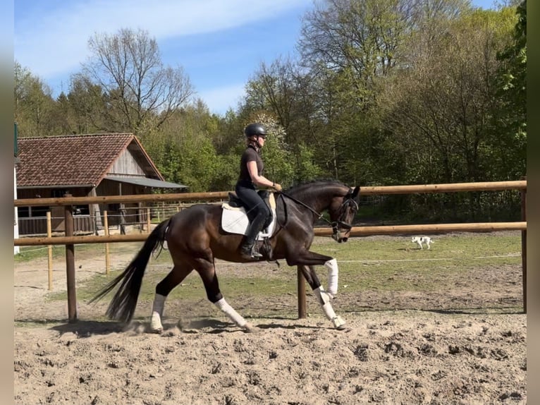 Hannoveraner Stute 5 Jahre 168 cm Brauner in Alfstedt