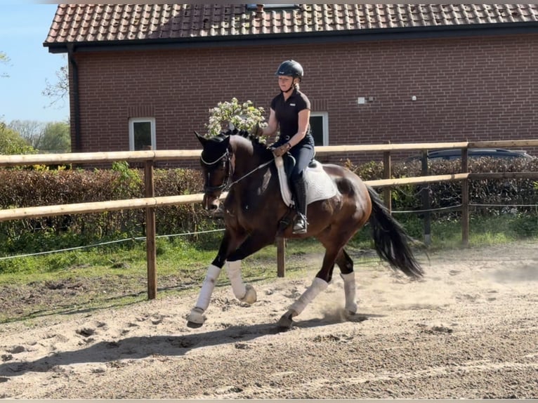 Hannoveraner Stute 5 Jahre 168 cm Brauner in Alfstedt