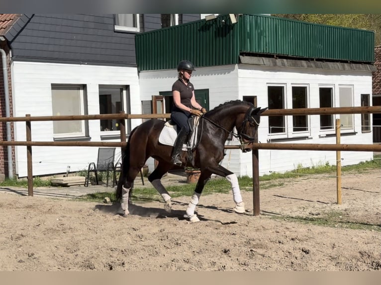 Hannoveraner Stute 5 Jahre 168 cm Brauner in Alfstedt