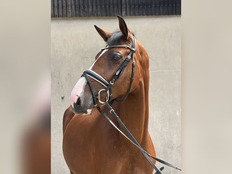 Hannoveraner Stute 5 Jahre 168 cm Brauner in Neuhaus an der Oste