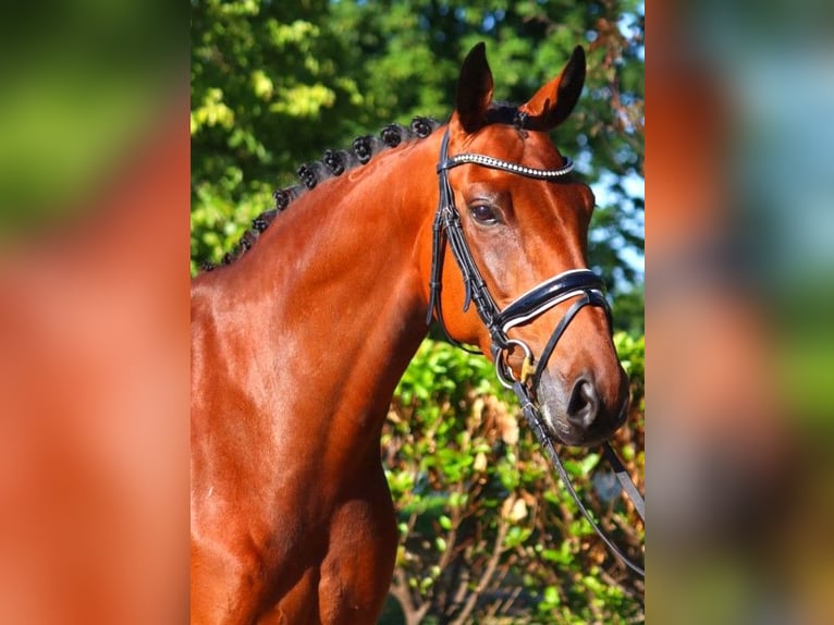 Hannoveraner Stute 5 Jahre 168 cm Brauner in Selsingen