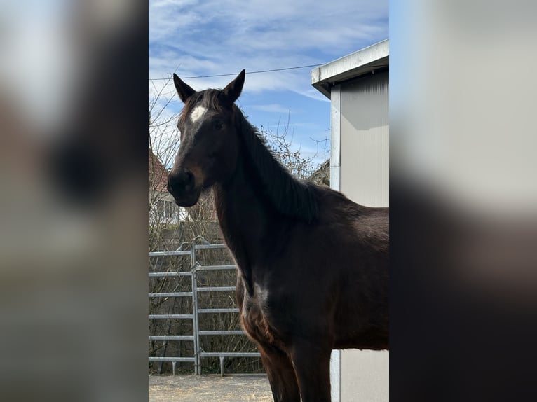 Hannoveraner Stute 5 Jahre 168 cm Brauner in Bösingen