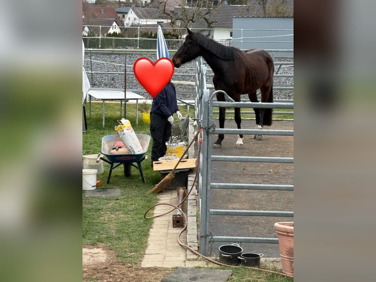 Hannoveraner Stute 5 Jahre 168 cm Brauner in Bösingen