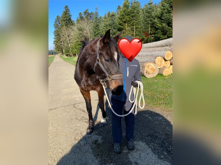 Hannoveraner Stute 5 Jahre 168 cm Brauner in Bösingen