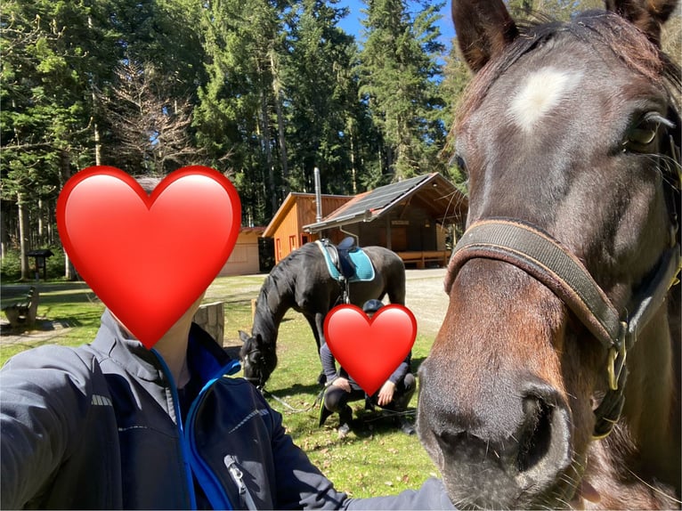 Hannoveraner Stute 5 Jahre 168 cm Brauner in Bösingen