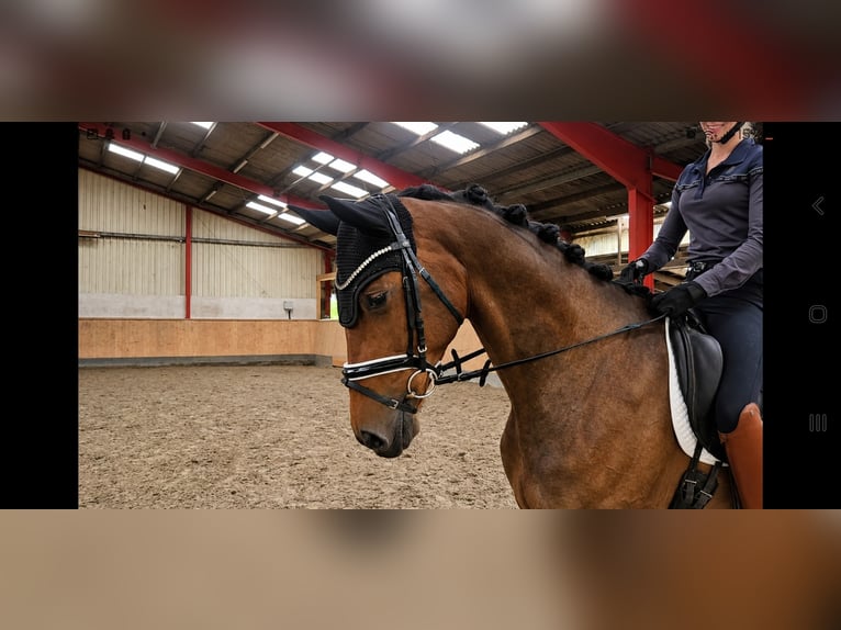 Hannoveraner Stute 5 Jahre 168 cm Dunkelbrauner in Hohenfelde
