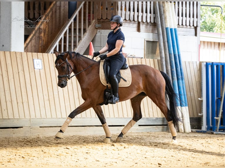 Hannoveraner Stute 5 Jahre 168 cm Dunkelbrauner in Bad Wildungen