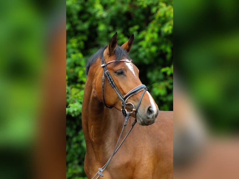 Hannoveraner Stute 5 Jahre 168 cm Dunkelbrauner in Wartenberg