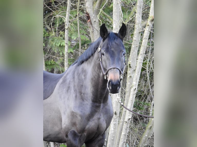 Hannoveraner Stute 5 Jahre 168 cm Dunkelbrauner in Verl