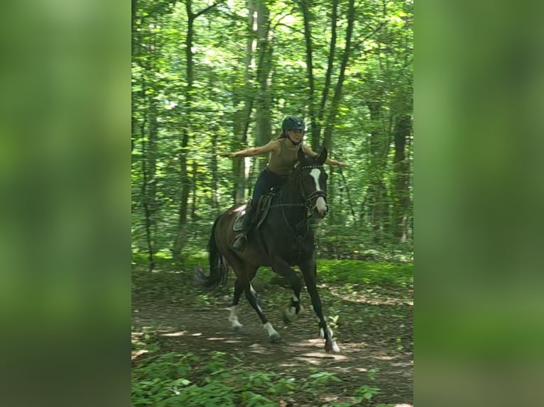 Hannoveraner Stute 5 Jahre 168 cm Dunkelbrauner in Braunschweig