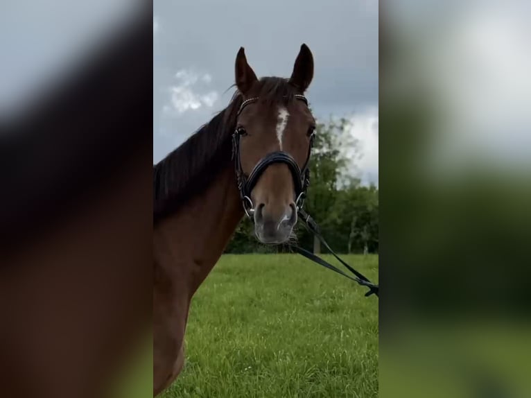 Hannoveraner Stute 5 Jahre 168 cm Fuchs in Arnegg