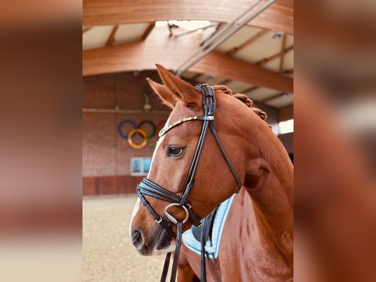 Hannoveraner Stute 5 Jahre 168 cm Fuchs in Coesfeld