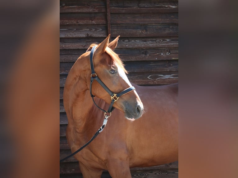 Hannoveraner Stute 5 Jahre 168 cm Fuchs in Mannheim-Neckarau