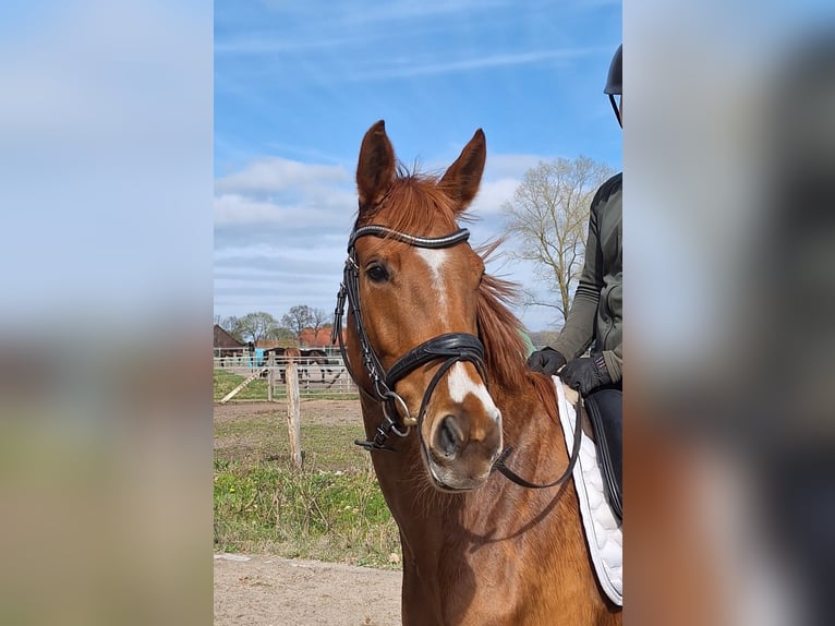 Hannoveraner Stute 5 Jahre 168 cm Fuchs in Scharnebeck