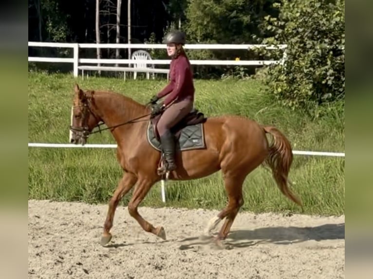 Hannoveraner Stute 5 Jahre 168 cm Fuchs in Pelmberg