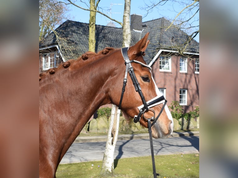 Hannoveraner Stute 5 Jahre 168 cm Fuchs in Fredenbeck