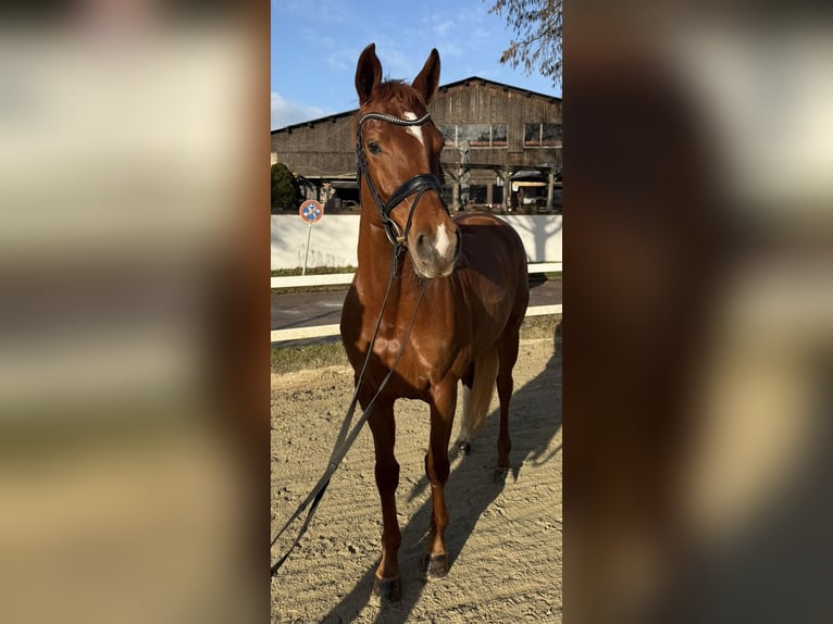 Hannoveraner Stute 5 Jahre 168 cm Fuchs in Köln