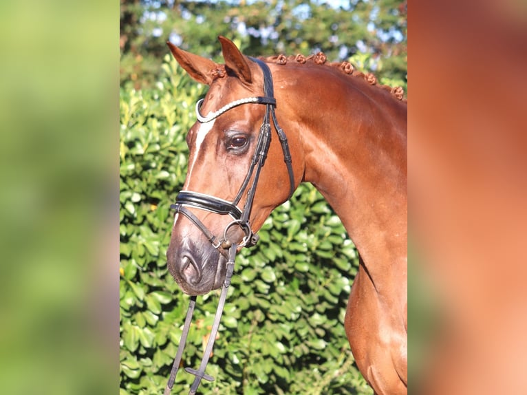 Hannoveraner Stute 5 Jahre 168 cm Fuchs in Selsingen