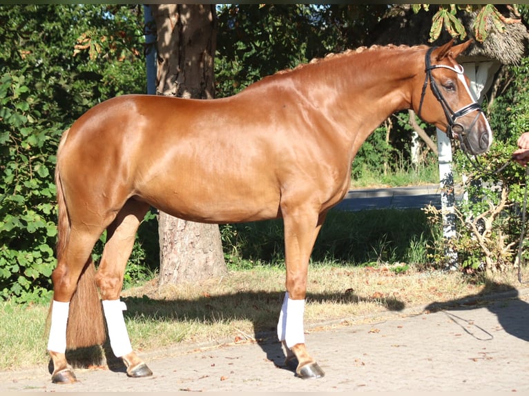 Hannoveraner Stute 5 Jahre 168 cm Fuchs in Selsingen