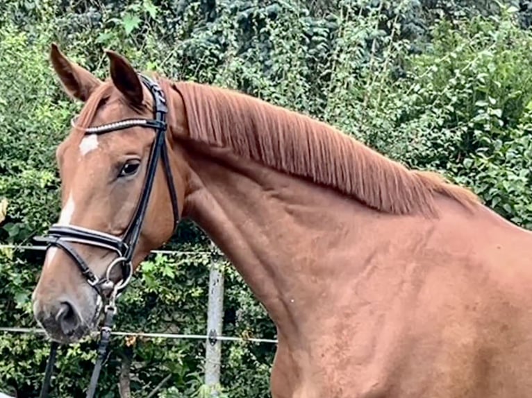 Hannoveraner Stute 5 Jahre 168 cm Fuchs in Hohenhameln