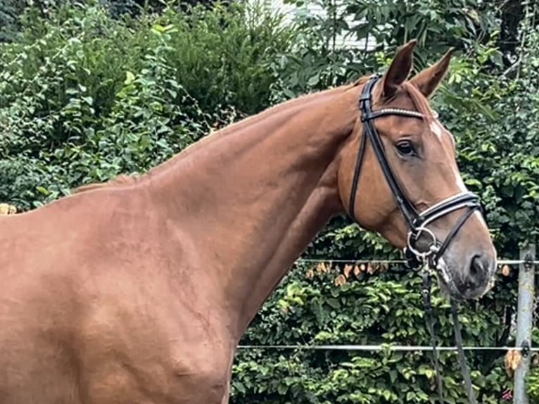 Hannoveraner Stute 5 Jahre 168 cm Fuchs in Hohenhameln
