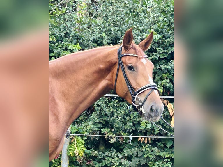 Hannoveraner Stute 5 Jahre 168 cm Fuchs in Hohenhameln