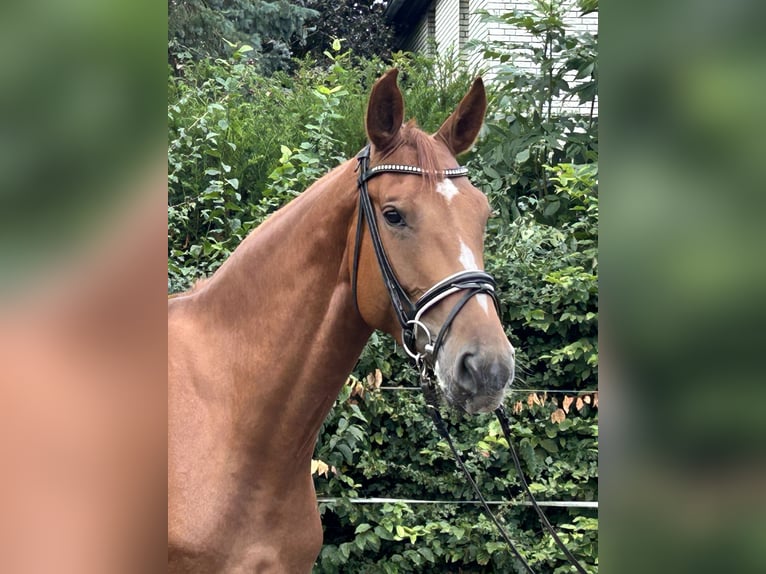 Hannoveraner Stute 5 Jahre 168 cm Fuchs in Hohenhameln
