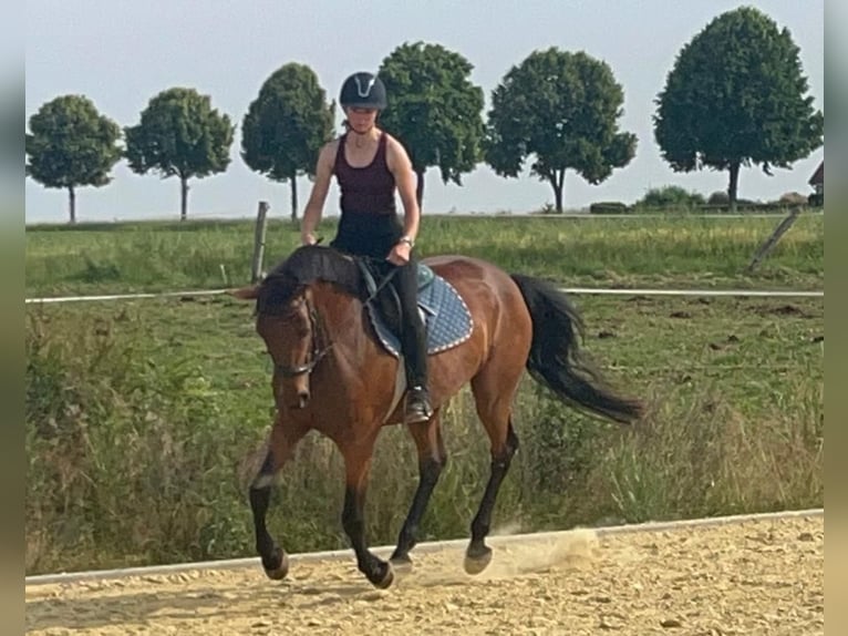 Hannoveraner Stute 5 Jahre 168 cm Hellbrauner in Gleichen
