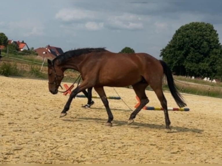 Hannoveraner Stute 5 Jahre 168 cm Hellbrauner in Gleichen