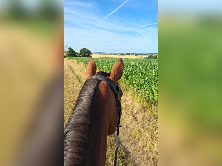 Hannoveraner Stute 5 Jahre 168 cm Hellbrauner in Gleichen