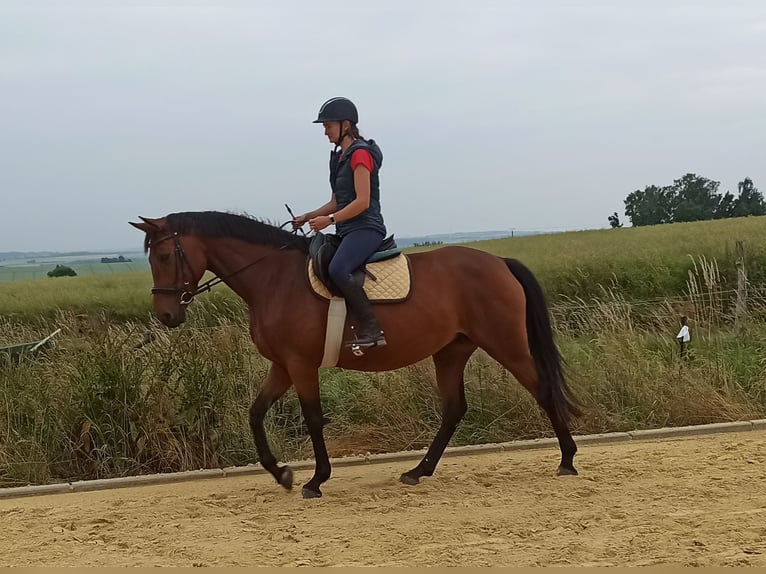 Hannoveraner Stute 5 Jahre 168 cm Hellbrauner in Gleichen
