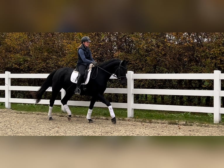 Hannoveraner Stute 5 Jahre 168 cm Rappe in Landesbergen