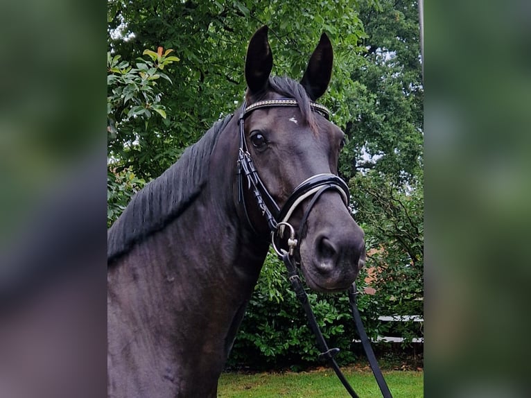 Hannoveraner Stute 5 Jahre 168 cm Rappe in Langenhagen