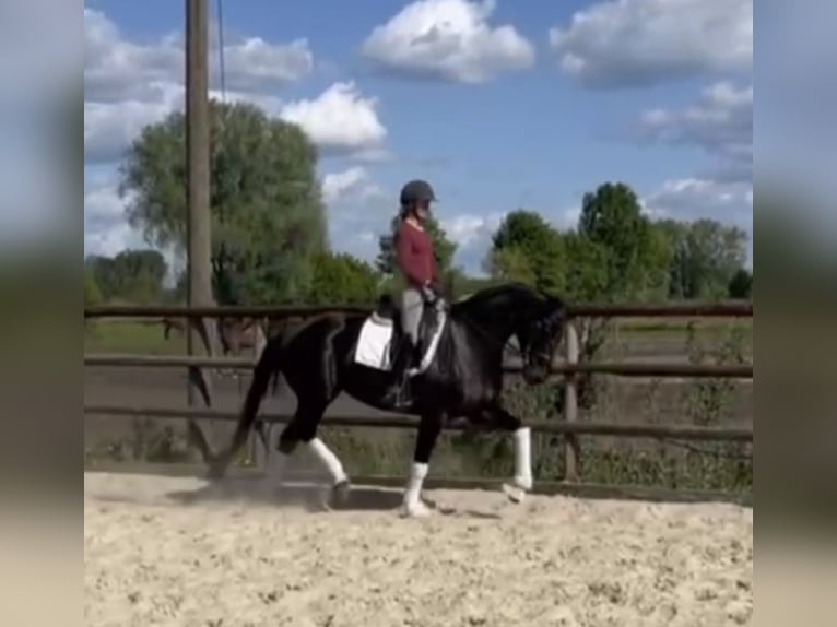 Hannoveraner Stute 5 Jahre 168 cm Rappe in Hamm