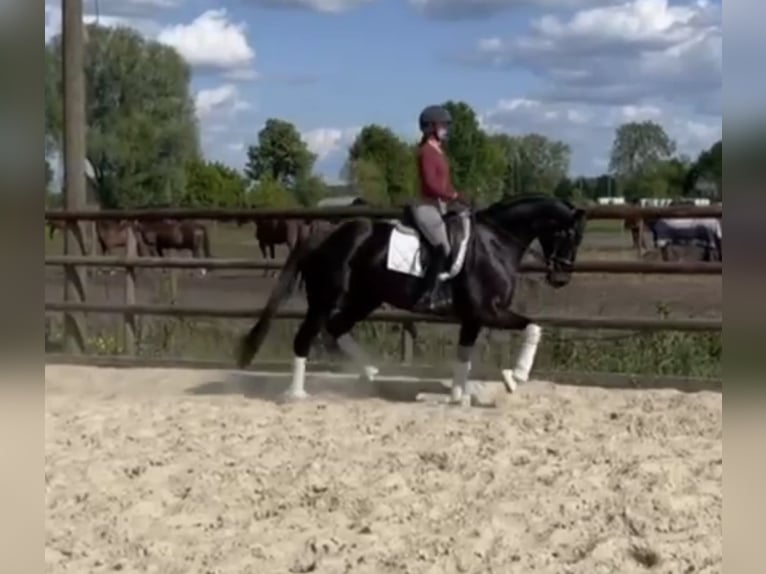 Hannoveraner Stute 5 Jahre 168 cm Rappe in Hamm
